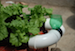 hydroponics3