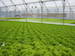 hydroponics5