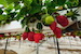 hydroponics6