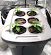 hydroponics_bucket