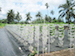 hydroponics_dripmethod
