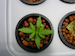 hydroton3