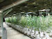 indoor-grow-2