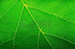 leaf_veins
