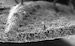 m04_walnut_leaf
