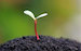macro-photography-of-seed-germination-3