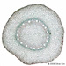 maize_root1
