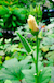 Okra Plant