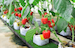 Pepper Plant