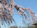 pink_white_cherry_blossum