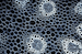 plant_root_microscope
