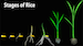 rice_growth