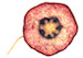 rob-kessler-cell