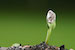 seed-sprout-424