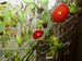 solanum_lycopersicum_Super_Bush_Renee_s_Garden_The_Indoor_Garden_er_DigTheDirt.detail