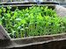 spr08_celeriac_seedlings