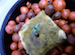 starter hydroponics