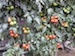 Tomato Plant