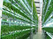 vertical-hydroponic-system