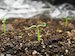 win08_first-eggplant